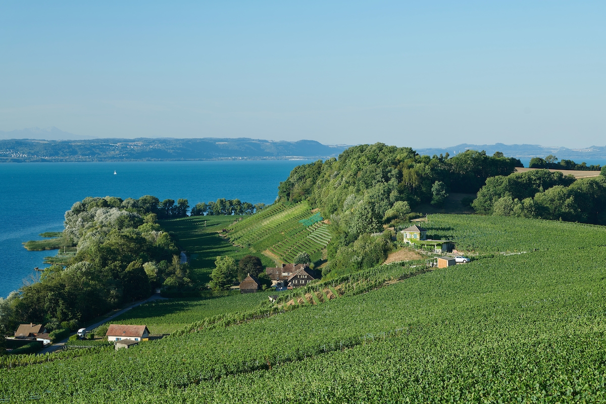Vignes du Château d'Auvernier